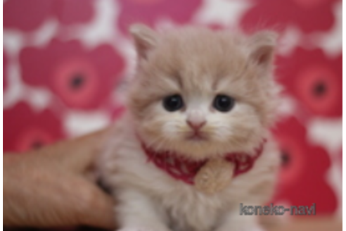 成約済の東京都のブリティッシュショートヘア-75056の1枚目